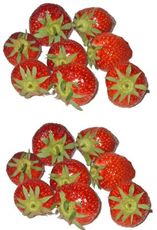 Erdbeeren-2x8.jpg